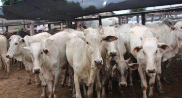 Sindicato dos produtores rurais de Lagoa Formosa volta com a realização dos leilões de gado 