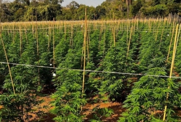 Coromandel - Dupla é presa por envolvimento em plantação com seis mil pés de maconha