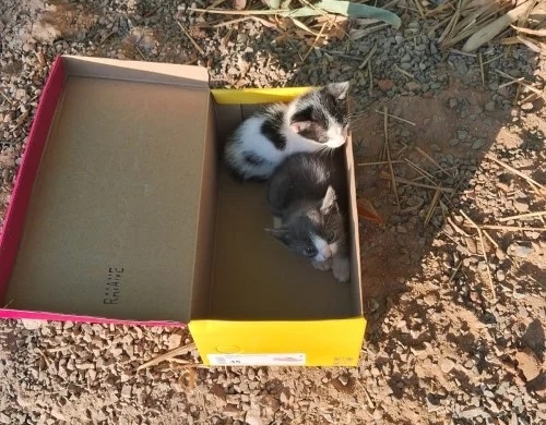 Mulher é indiciada por maus-tratos que resultaram na morte de gatos; em Arapuá