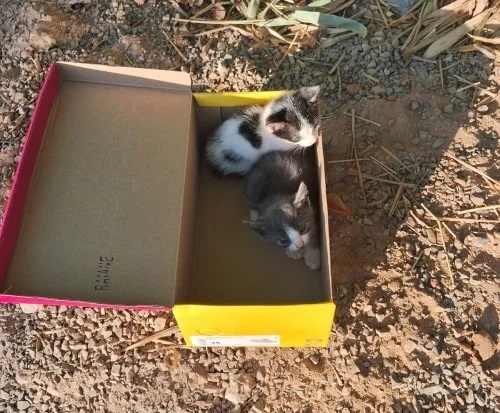 Mulher é indiciada por maus-tratos que resultaram na morte de gatos; em Arapuá