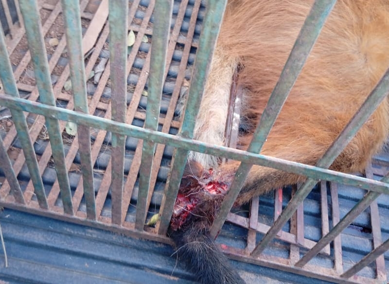 Lobo-guará é capturado pela Polícia Militar de Meio Ambiente após ficar preso em cerca de fazenda