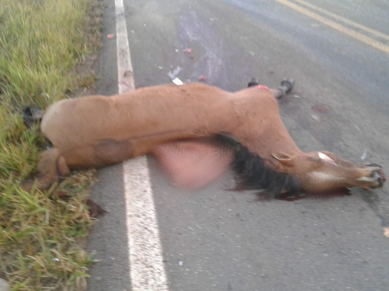 clique para ampliar Automóvel atropela e mata égua na BR-365 próximo ao trevo de Santana de Patos