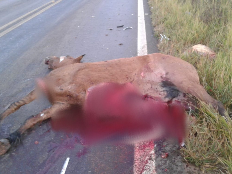 clique para ampliar Automóvel atropela e mata égua na BR-365 próximo ao trevo de Santana de Patos