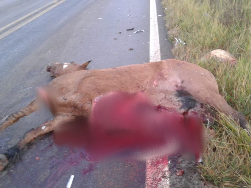 clique para ampliar Automóvel atropela e mata égua na BR-365 próximo ao trevo de Santana de Patos