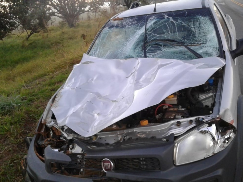 clique para ampliar Automóvel atropela e mata égua na BR-365 próximo ao trevo de Santana de Patos