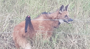 Lobo-guará é capturado pela Polícia Militar de Meio Ambiente após ficar preso em cerca de fazenda