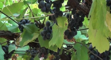Em Patos de Minas mulheres cultivam uvas no Centro da cidade e doam frutas e mudas Em Patos de Minas mulheres cultivam uvas no Centro da cidade e doam frutas e mudas