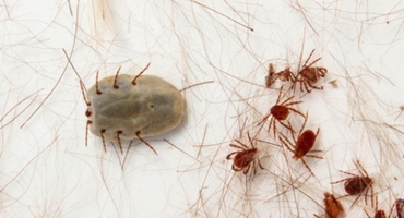 Prevenção à febre maculosa deve ser intensificada nos períodos mais secos do ano Prevenção à febre maculosa deve ser intensificada nos períodos mais secos do ano