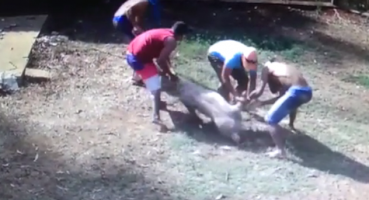Ladrões invadem granja e furtam porco em Patos de Minas Ladrões invadem granja e furtam porco em Patos de Minas