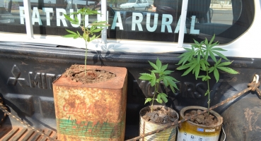 Morador do Distrito de Limeira é encaminhado para a delegacia suspeito de plantar e cultivar maconha