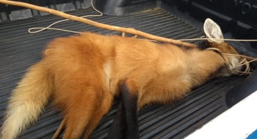 Lobo-guará é capturado em bairro da cidade de Carmo do Paranaíba Lobo-guará é capturado em bairro da cidade de Carmo do Paranaíba