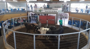 Sindicato Rural de Patos de Minas fomenta agronegócio local no leilão de animais Sindicato Rural de Patos de Minas fomenta agronegócio local no leilão de animais