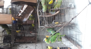 Unidade Móvel de entrega voluntária recolhe mais de 40 animais silvestres em Presidente Olegário