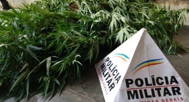 Tentou enganar a polícia: homem diz para PM que pés gigantes de maconha seriam de tomate Tentou enganar a polícia: homem diz para PM que pés gigantes de maconha seriam de tomate