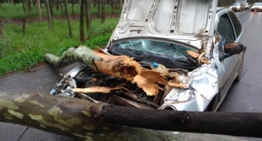 Eucalipto cai sobre veículo na MG-1410 na cidade de Carmo do Paranaíba Eucalipto cai sobre veículo na MG-1410 na cidade de Carmo do Paranaíba