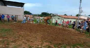 Peão morre durante treino de montarias em touros na comunidade de Andrequice Peão morre durante treino de montarias em touros na comunidade de Andrequice