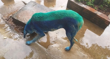 Covardia: indivíduos pegam cadela e tingem o animal em Carmo do Paranaíba Covardia: indivíduos pegam cadela e tingem o animal em Carmo do Paranaíba
