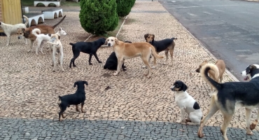 Moradores reclamam de excesso de cachorros nas ruas de Presidente Olegário Moradores reclamam de excesso de cachorros nas ruas de Presidente Olegário