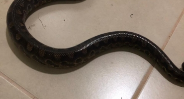 Cobra jiboia assusta morador de Carmo do Paranaíba que mata o animal Cobra jiboia assusta morador de Carmo do Paranaíba que mata o animal