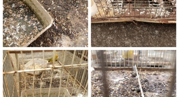 PM encontra pássaros em condições de maus tratos em casa na cidade de Lagoa Formosa