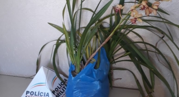 Crime inusitado: homem furta orquídeas em Carmo do Paranaíba e acaba preso