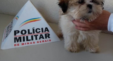 Ladrão de cachorro: homem de 27 anos furta cão em Carmo do Paranaíba é acaba preso pela PM