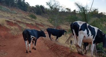 Polícia Civil volta a apreender animais bovinos na zona rural de Rio Paranaíba Polícia Civil volta a apreender animais bovinos na zona rural de Rio Paranaíba