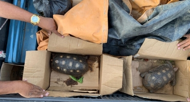 Polícia Militar prende três por pesca ilegal e transporte de animais silvestres Polícia Militar prende três por pesca ilegal e transporte de animais silvestres