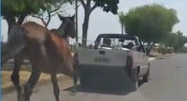 Covardia: Internauta flagra animal sendo puxado amarrado em carroceria de automóvel Covardia: Internauta flagra animal sendo puxado amarrado em carroceria de automóvel