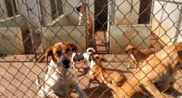 Parceria entre UNIPAM, Prefeitura e ASPAA oferecerá castração de cães e gatos em Patos de Minas Parceria entre UNIPAM, Prefeitura e ASPAA oferecerá castração de cães e gatos em Patos de Minas