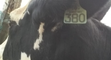 Bandidos arrombam cerca de fazenda no município de Lagoa Formosa e furtam novilha Bandidos arrombam cerca de fazenda no município de Lagoa Formosa e furtam novilha