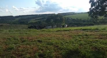 PM recupera gado furtado e leva três suspeitos do crime para a Delegacia de Patos de Minas