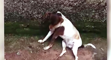 Polícia Militar de Lagoa Formosa registra mortes de cães por envenenamento no Distrito de Limeira