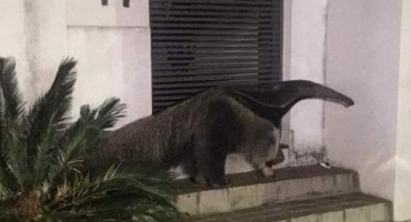 Bombeiros capturam Tamanduá-bandeira no Bairro Sobradinho em Patos de Minas