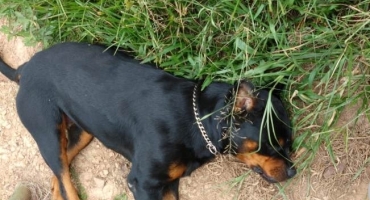Durante assalto bandidos espancam vítimas e matam cachorra a tiros