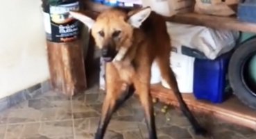 Lobo-guará é capturado em uma garagem de Rio Paranaíba