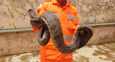 Serpentes são capturadas pelo Corpo de Bombeiros na cidade de Patos de Minas