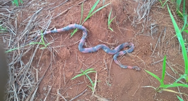 Lagoa Formosa: aparecimento de cobras aumenta no Bairro Santa Cruz e moradores fazem apelo aos proprietários de lotes vagos Lagoa Formosa: aparecimento de cobras aumenta no Bairro Santa Cruz e moradores fazem apelo aos proprietários de lotes vagos