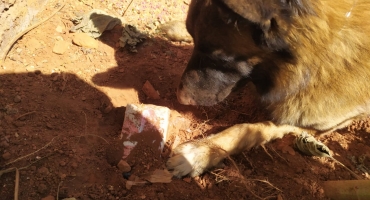 Homem descobre maconha enterrada em terreno de marcenaria e chama a polícia