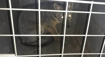Raposa é capturada dentro de garagem de residência no Bairro JK em Carmo do Paranaíba 