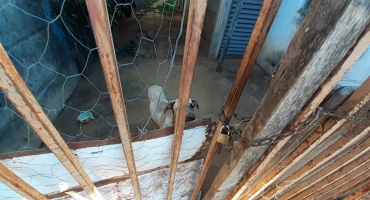 Cão é resgatado em Lagoa Formosa após denúncias de maus tratos