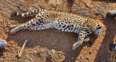 Jaguatirica é encontrada atropelada às margens da MG 230 em Rio Paranaíba