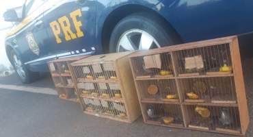 PRF de Patos de Minas apreende pássaros da fauna silvestre durante abordagem na BR-365