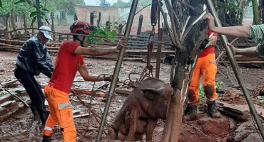 Porca e quatro leitões caem em cisterna de 5 metros e são salvos pelo Corpo de Bombeiros