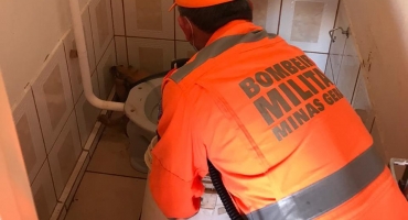 Bombeiros capturam tamanduá mirim dentro de banheiro de casa no Bairro Planalto