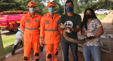 Corpo de Bombeiros de Patos de Minas captura jiboia de aproximadamente 2 metros Corpo de Bombeiros de Patos de Minas captura jiboia de aproximadamente 2 metros