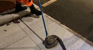 Cobra jiboia é encontrada em roda de veículo no Bairro Copacabana em Patos de Minas Cobra jiboia é encontrada em roda de veículo no Bairro Copacabana em Patos de Minas