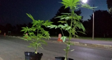 Polícia Militar encontra pés de maconha ao lado de barracão abandonado da CASEMG Polícia Militar encontra pés de maconha ao lado de barracão abandonado da CASEMG