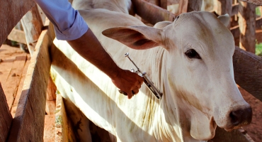 Vacinação contra a febre aftosa começa neste sábado em Minas Gerais Vacinação contra a febre aftosa começa neste sábado em Minas Gerais