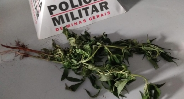 Adolescente é apreendido por cultivar pés de maconha em chácara Adolescente é apreendido por cultivar pés de maconha em chácara
